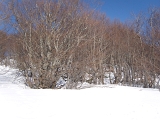 Les arbres étranges du Ballon d'Alsace, petits et biscornus du fait des dures conditions climatiques régnant au sommet